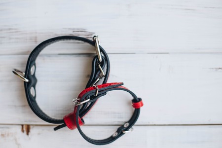 Red dog collarsの写真素材