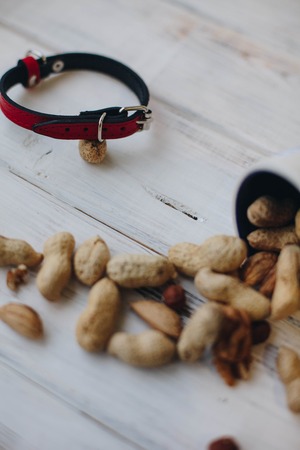 Red leather dog collarの写真素材
