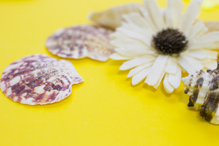 A flower and shellsの写真素材