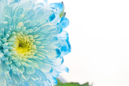 Spa, Floral concept with a blue chrysanthemum flower, close upの写真素材