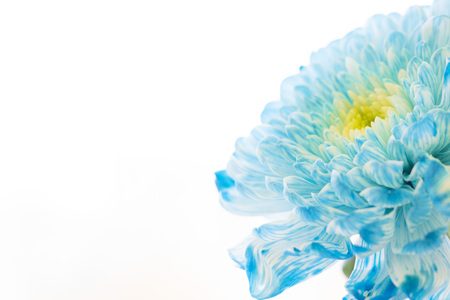 Spa, Floral concept with a blue chrysanthemum flower, close upの写真素材