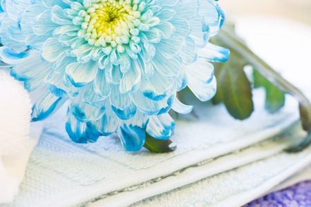 Spa, Floral concept with a blue chrysanthemum flower and clean towels, close upの写真素材