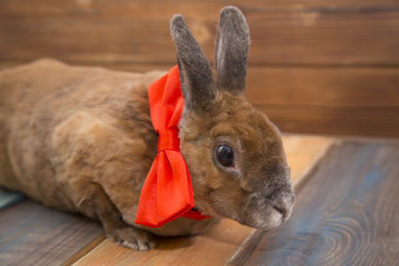 Cute brown rabbitの写真素材