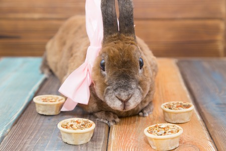 Cute brown rabbitの写真素材