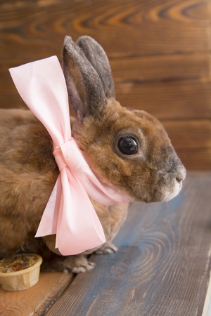 Cute brown rabbitの写真素材
