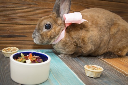 Cute brown rabbitの写真素材