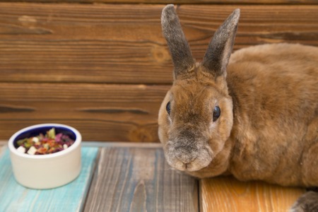 Cute brown rabbit