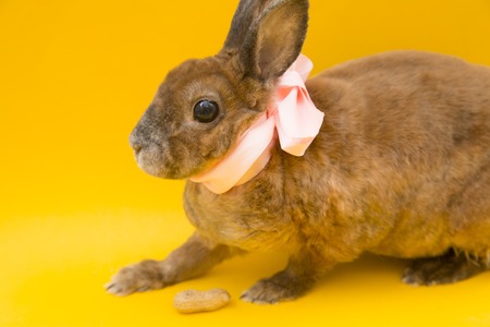 Cute brown rabbitの写真素材
