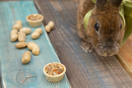 Cute brown rabbit