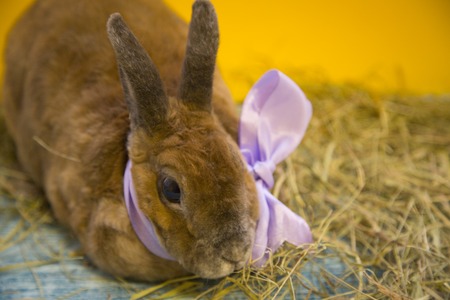 Cute brown rabbitの写真素材