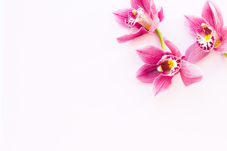Spa and wellness setting with orchid flower, oil on wooden white background closeupの写真素材