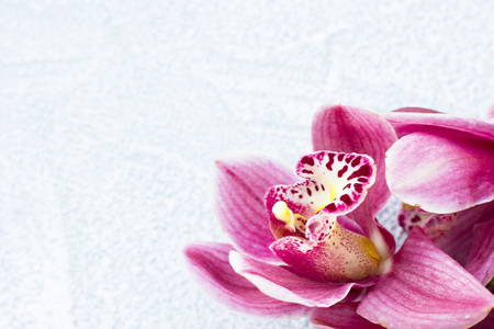 Spa and wellness setting with orchid flower, oil on wooden white background closeupの写真素材