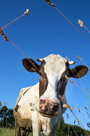 Cow in the grass against the skyの写真素材