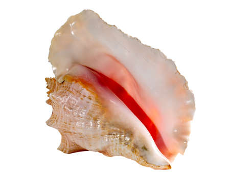 Sea shell isolated on a white background. Beautiful seashell