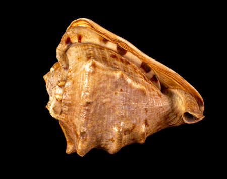 Sea shell isolated on a black background. Beautiful seashellの写真素材