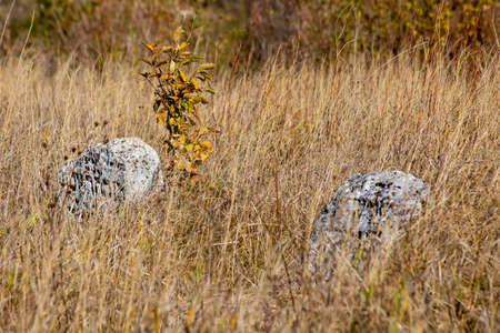 Tombstones on a background of dry grass in a cemetery.の写真素材