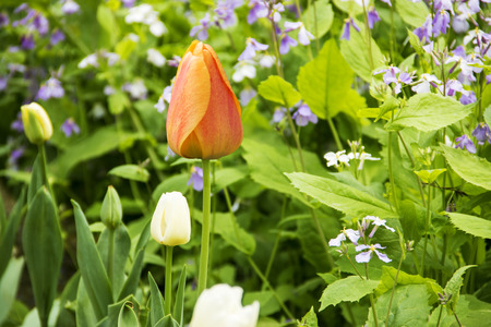 tulip