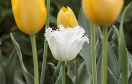 tulipsの写真素材