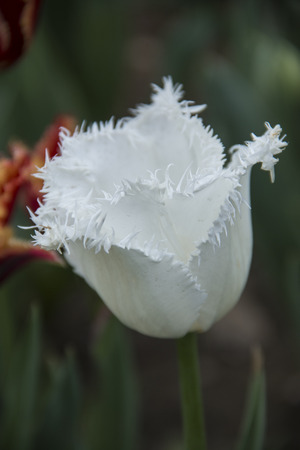 white tulipの写真素材