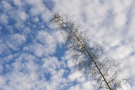 Blue skyの写真素材