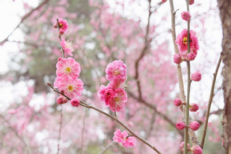 Spring flower