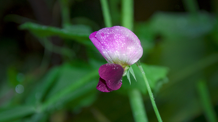 Close up of a flowerの写真素材