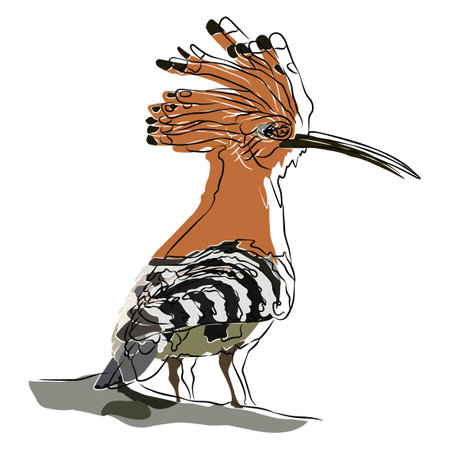 common hoopoe picture, It's so beautiful.のイラスト素材