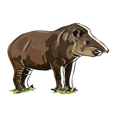 mountain tapir picture, It's so beautiful.のイラスト素材