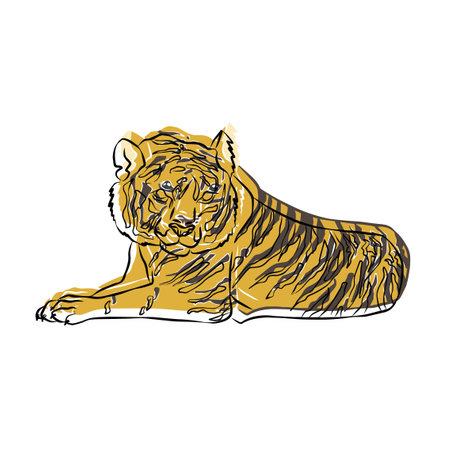 Tiger picture, It's so beautiful.のイラスト素材
