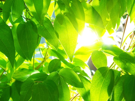 Sun through the green leaves of Clematis の写真素材