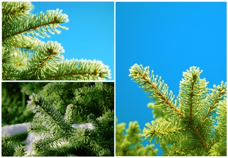 Frozen pine branches in the snowの写真素材