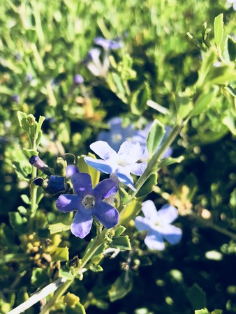 Purple flowerの写真素材