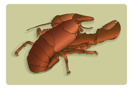 Bright red lobster on sandy background, 7-layer vector- line art, color, markings, everything on individual layers to make editing fast and easy.のイラスト素材
