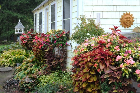 Fall foliage and cottage mumsの写真素材