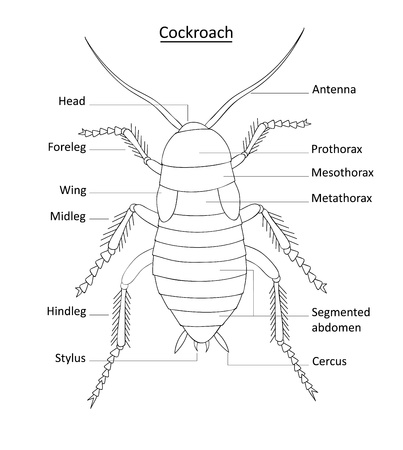 Clearly labeled illustration of cockroach anatomy on white. All layers named for easy editing.のイラスト素材