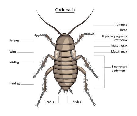 Color map of cockroach anatomy with non-overlapping labels, easy to cut. All layers clearly title for easy editing.のイラスト素材