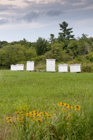 Bee hive boxesの写真素材