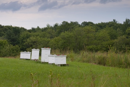 Honeybee hive boxes