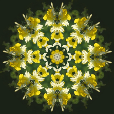 A hillside of colorful daffodils becomes a bright and delicate kaleidoscope patternの写真素材
