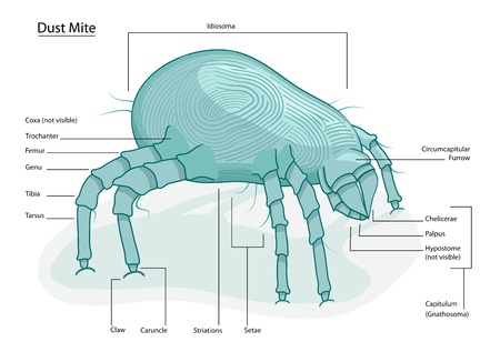 House Dust mite