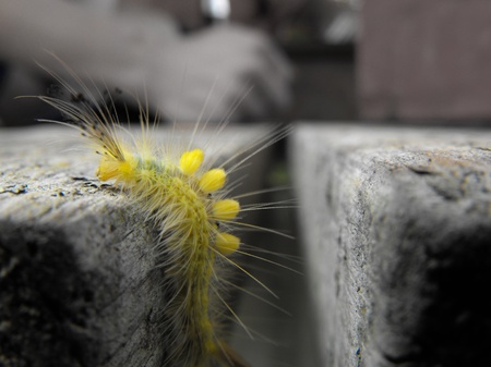 Definite-Marked Tussock Moth caterpillarの写真素材