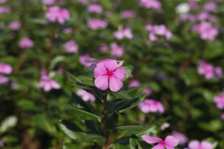 Flowerの写真素材