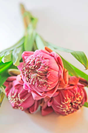 A Pink Lotus Blossom is Beginning to Open  Lily for the consecration A sacred flowersの写真素材