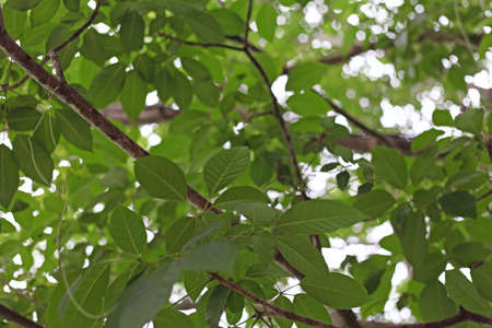 The leaves of mango trees on the background bokeh.