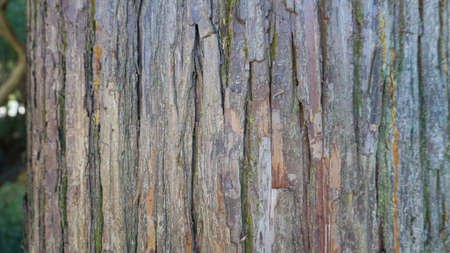 Pine bark that beautifully clear in japanの写真素材