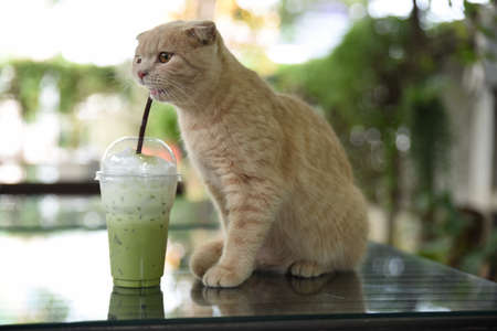 A cat is drinking iced matcha green tea in a glass on a table in a cafÃ©.の写真素材