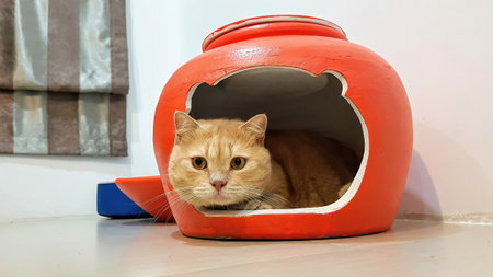 British Shorthair cat sleeping in its houseの写真素材