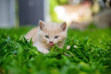 Cat, kitten sticking out tongue and making a cheeky face looking at the camera in the courtyard of the houseの写真素材