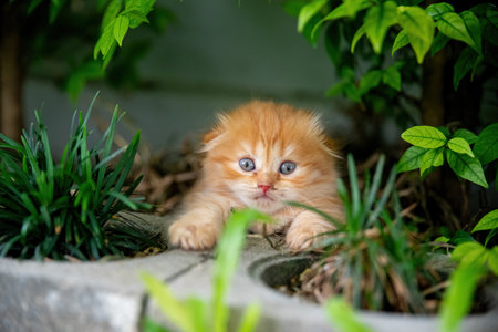 Cat, kitten orange, folded ears, lying on a block of bricks under a tree, in the yard, inside the house, looking at the camera with a dazed look.の写真素材