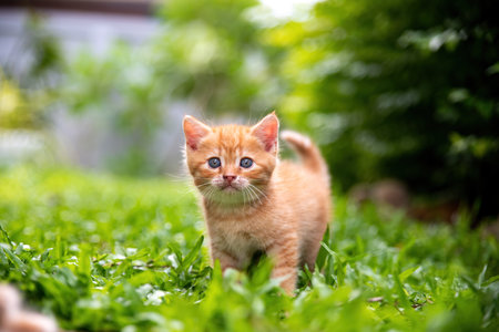 The cat, an orange kitten in the grass, looks curiously at the camera, standing gracefully aloneの写真素材